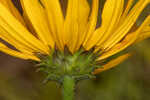 Variableleaf sunflower